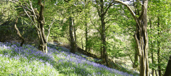 Ymddiriedolaeth Bywyd Gwyllt De a Gorllewin Cymru