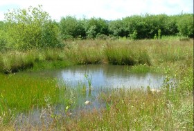 Partneriaeth Bioamrywiaeth Cymru