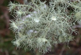 Usnea florida. Ffoto: Alan Hale