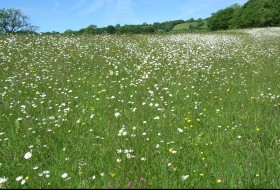 Partneriaeth Bioamrywiaeth Cymru