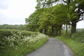 Y Gymdeithas Frenhinol er Gwarchod Adar (RSPB) - hanes gwrychoedd