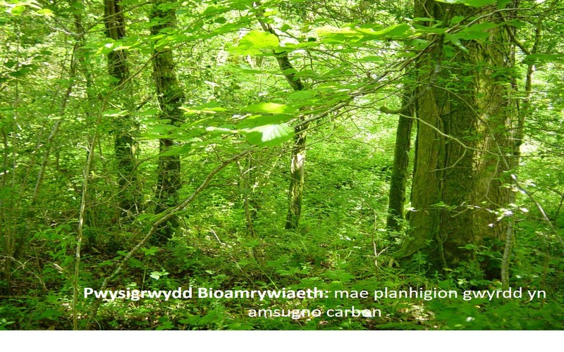 Pwysigrwydd Bioamrywiaeth: mae planhigion gwyrdd yn amsugno carbon  