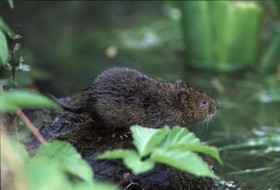 SPG ar gyfer Cadwraeth Natur