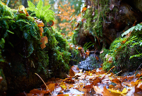 Partneriaeth Natur Sir Gaerfyrddin